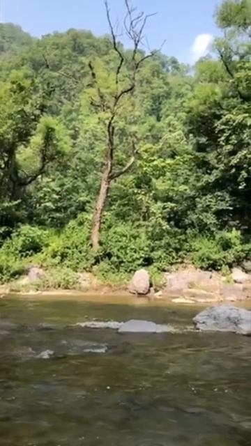 Forest 🌳View #nuturebeuity #nuture_viral_reels #shorts #shortvideo #jangalkikahani #river смотреть онлайн