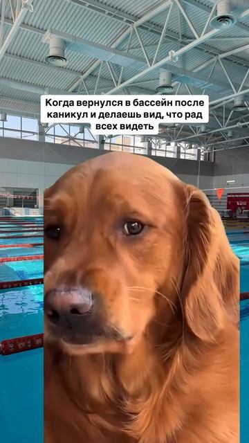 Радуемся началу нового тренировочного сезона. Ведь нет ничего лучше, чем любимый бассейн и друзья смотреть онлайн