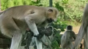 Они подбросили обезьянам куклу. То, что произошло дальше, поражает до слёз!