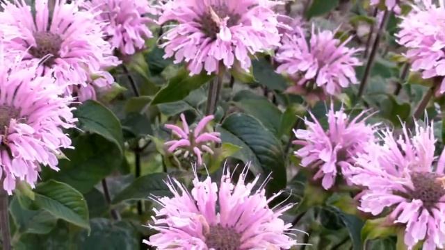 Доверенное 407 серия русская озвучка | Яман борется за свою любовь смотреть онлайн