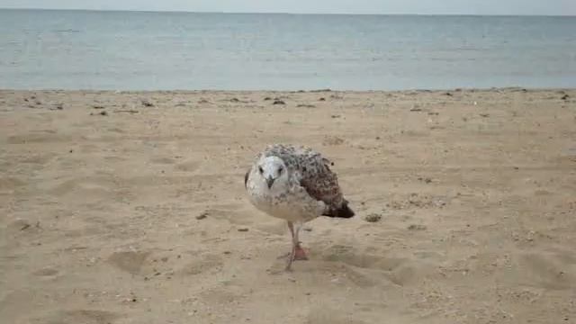 чАЙКА ХАХАТУН