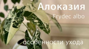 №106. Алоказия Frydec albo (Фрайдек). Особенности ухода. Как нарастить много ярких  крупных листьев.
