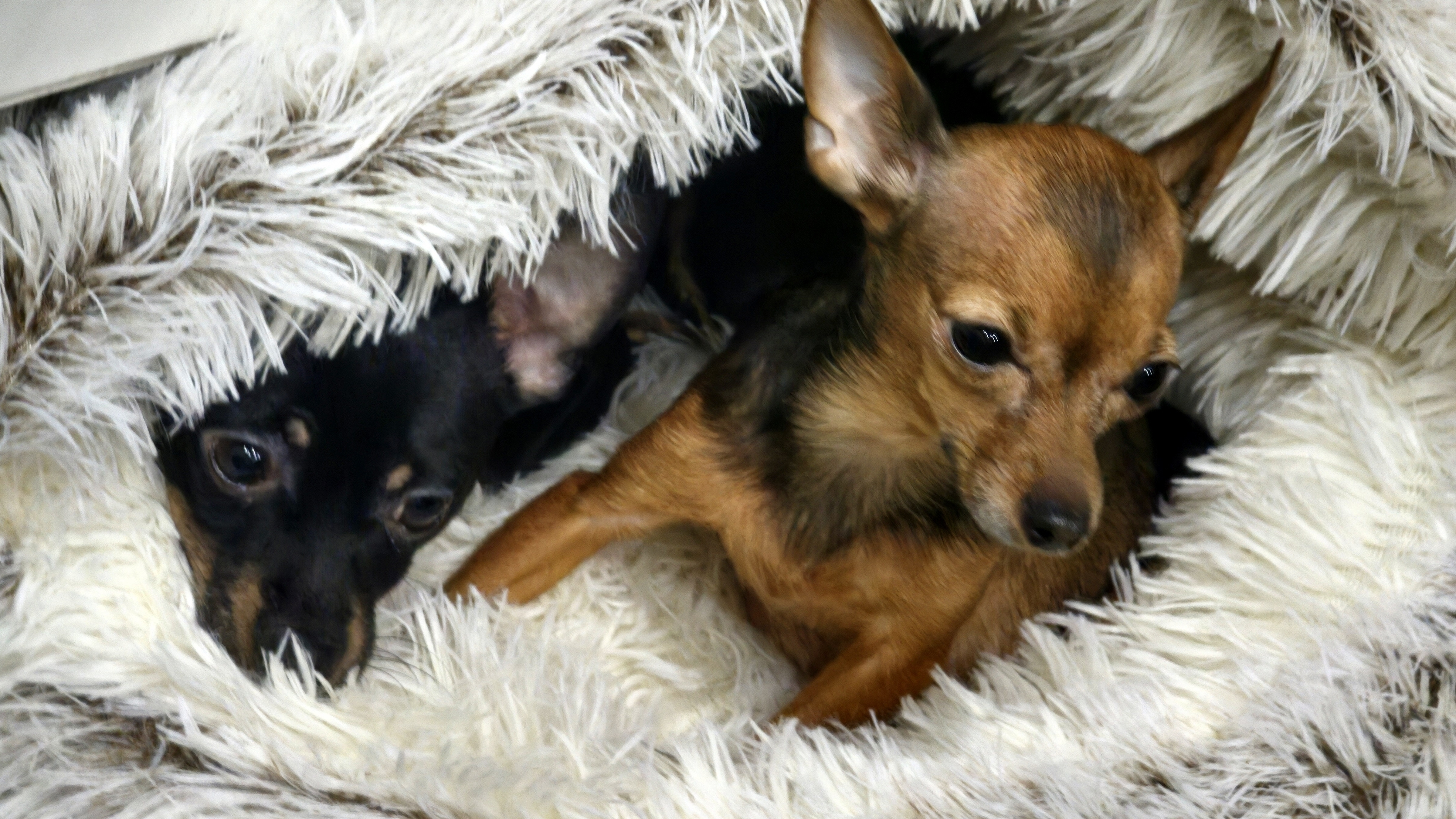 Щенки Русский Той Терьер и их родители Симка и Тимка смотреть онлайн