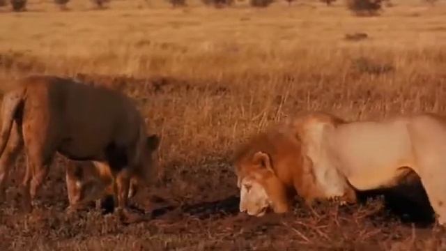 Львы разоряют логово гиен смотреть онлайн