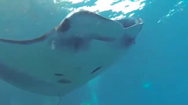 Manta Rays @ Manta Bay Bali Lembongan смотреть онлайн