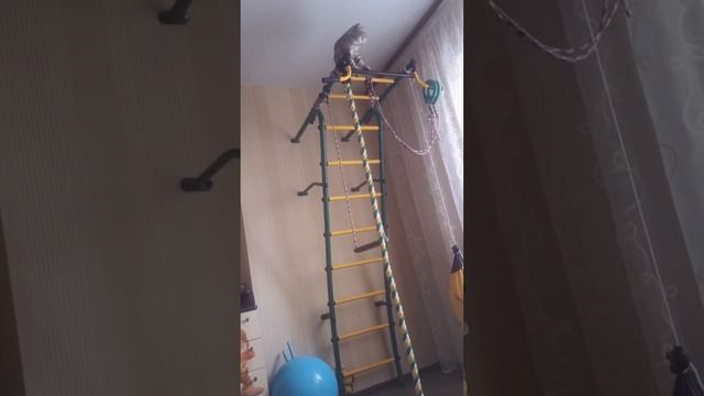 Утро начинается не с кофе, а со спорта!!! Самый спортивный кот😎