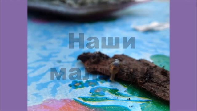 ахатины ч 2 смотреть онлайн