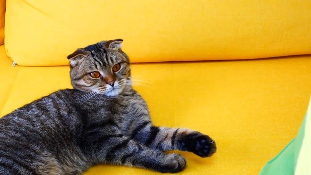 Talking To A CAT: O / Funny Cat Video