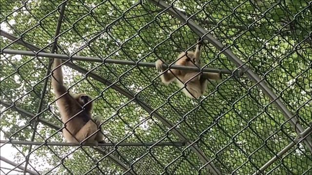 Magnetic Hill Zoo | Moncton, New Brunswick | August 2020 смотреть онлайн