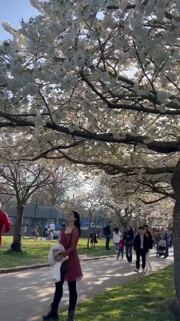 #bloom #spring #batterseapark #london #londoner #travel #cherryblossoms #sakura #uk #shorts #short смотреть онлайн