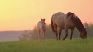 Александр Назаренко