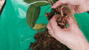 Купила вялую китайскую орхидею/ Реанимация, пересадка Китайской орхидеи.