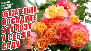 САМЫЕ ЛУЧШИЕ СОРТА РОЗ. ЛАНДЛУСТ. РОЗЫ В САДУ. ШЕДЕВРЫ СЕЛЕКЦИИ. СЧАСТЛИВЫЙ САДОВОД