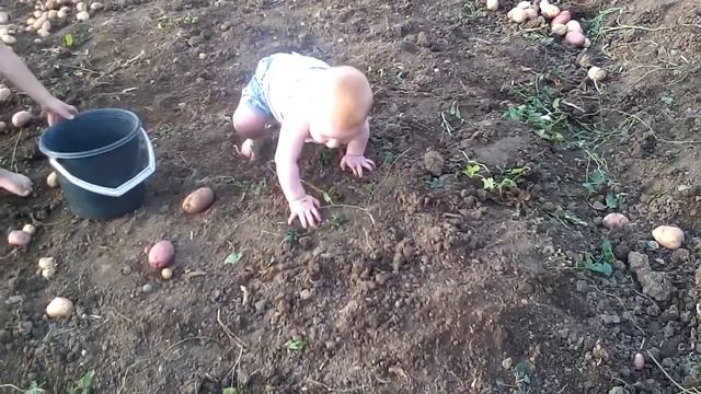 Никита2017 (первая картошка) смотреть онлайн