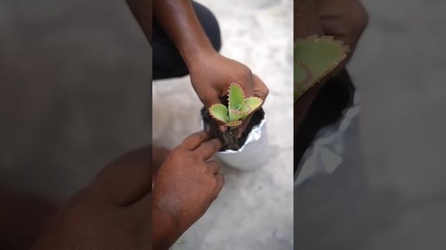 ₹0 se ₹100 kamaya wrapper se смотреть онлайн