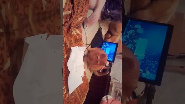 Игра с котом Васей!!!!😻😸😺 смотреть онлайн