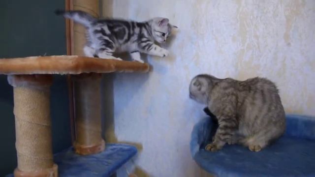 Котик скоттиш страйт 2 мес. смотреть онлайн