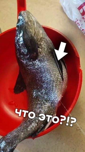 Что это такое торчит?