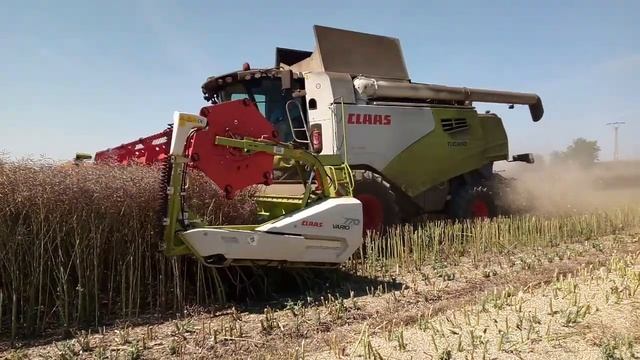 žně 2022 /sklizeň řepky /2x CLAAS TUCANO 570 /NEW HOLLAND T7.235 AC /2x ZETOR FORTERRA /UMEGA SPC 1 смотреть онлайн