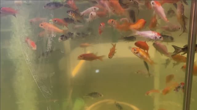 Самодельный фильтр из колготок.Очистка китайского фильтра.106+370 КАРПОВ КОИ в гараже смотреть онлайн