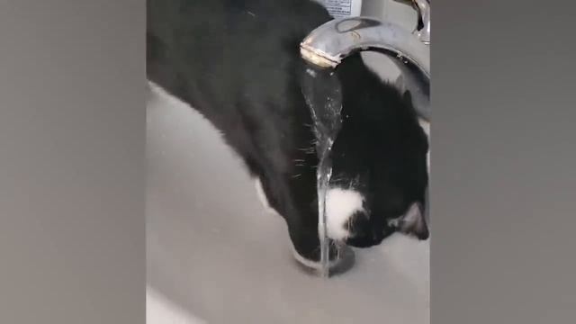 Постарайтесь НЕ КРИЧАТЬ! (Она ПРОПАДАЕТ) 😱😆 _ Смешные пранки смотреть онлайн