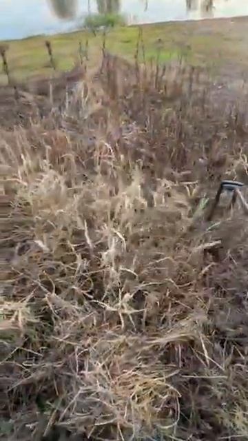 Поиск в густой траве Альфамарин 5000 смотреть онлайн