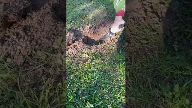 Обнаружение ПМН-2 металлоискателем Альфамарин 5000 в суглинке, на максимальной глубине 15см смотреть онлайн