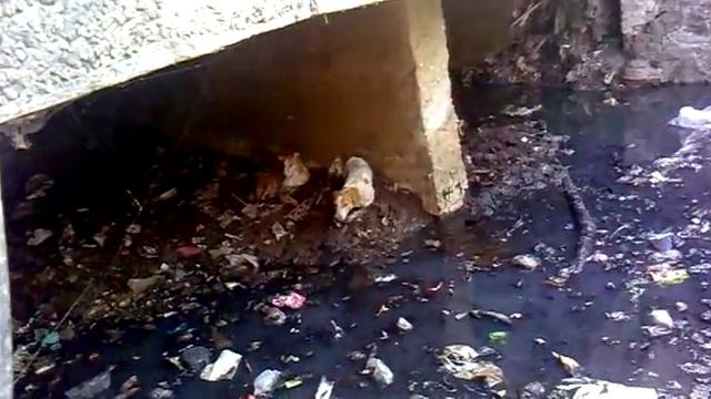 blindy and bully dog sitting in the gutter and me not being able to feed her at about 3 30pm on 2 смотреть онлайн