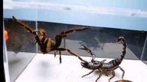 Залепательное зрелище битва Императорский скорпион VS Тарантула!