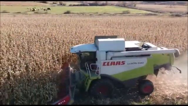 Claas Lexion 540 cosechando maiz en Paradilla en la provincia de Leon смотреть онлайн