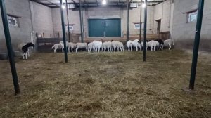 ДОРПЕР. Особенности и отличия породы ДОРПЕР.