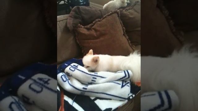 Pancho the Magic Boy wakes up from his nap смотреть онлайн