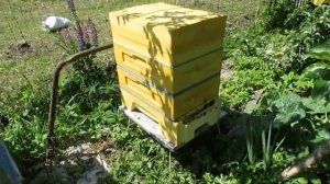 6 рамочный улей, хороший вариант улья для вывода маток на пасеке ( обновление , вывелись матки )