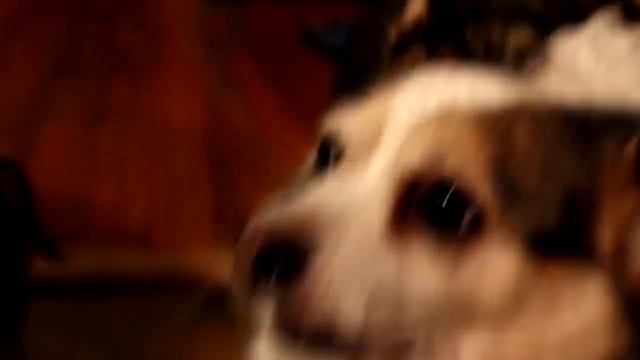 Imagine dragons (doggos) - beliver doggy version (one hour) | Beliver - Собачья версия (часовая) смотреть онлайн