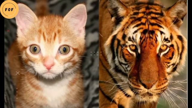 18 interesting facts about cat's|کچھ دلچسپ حقائق| #facts#urdufacts #interstingfacts #cats #urdufact смотреть онлайн