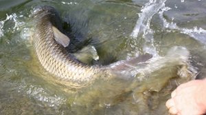 Чем ценится рыба Белый Амур и почему его так сложно поймать?