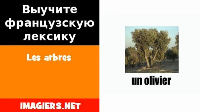Курсы французского языка = Les arbres смотреть онлайн