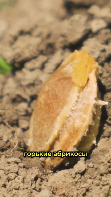 Секрет САМОГО ВКУСНОГО абрикоса в России! #сельскоехозяйство #фермерство смотреть онлайн