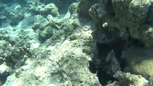 Подводный мир Красного моря. Underwater world of the Red Sea смотреть онлайн