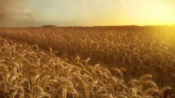 Gala Film Distribution Limited