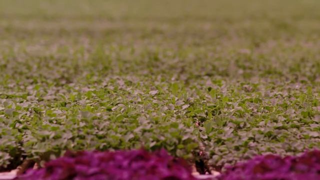 Sustainable Solutions to Food Production | LED Grow Light Technologies смотреть онлайн