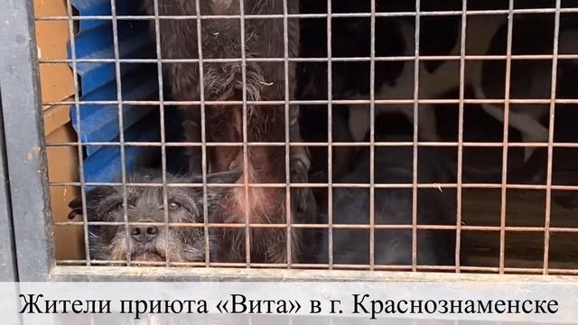 Жители приюта «ВИТА» в г. Краснознаменске смотреть онлайн