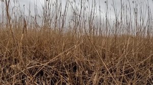 Трудовая охота