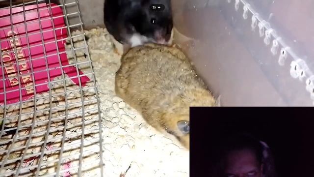 Уникальные комбо карты Hamster Kombat 05.06 смотреть онлайн
