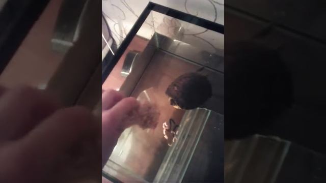 Уход за красноухой черепахой смотреть онлайн