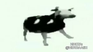 танцующая коров (1 час)