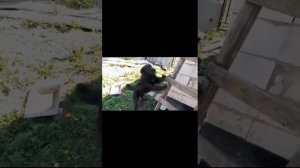 Мотоблок Нева мб Энергия. Первый опыт культивации.