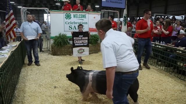 WATCH NOW: 300-pound pig fetches a record $340/lb at the Porter County Fair 4-H livestock auction. смотреть онлайн