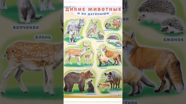 Vəhşi heyvanlar və onların balaları.Дикие животные и их детёныши. смотреть онлайн