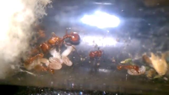 My largest Pogonomyrmex subnitidus colony 8-21-2013 смотреть онлайн